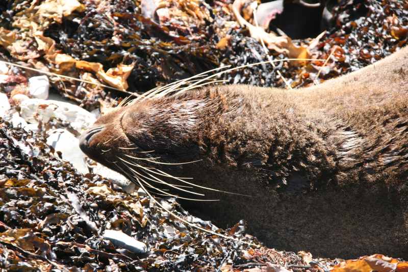 Nieuw-Zeeland 2011 - 1115